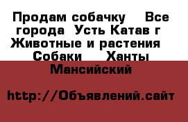 Продам собачку  - Все города, Усть-Катав г. Животные и растения » Собаки   . Ханты-Мансийский